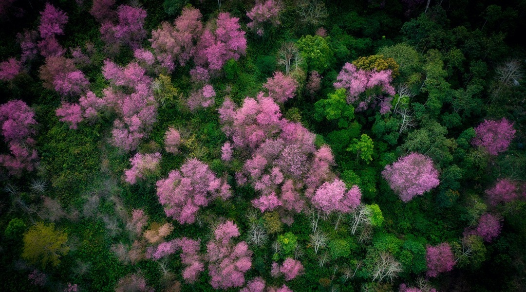Da Lat sakura flower by ozilboyshort-flower-7039557_1280